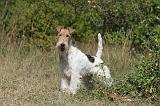 FOX TERRIER 085